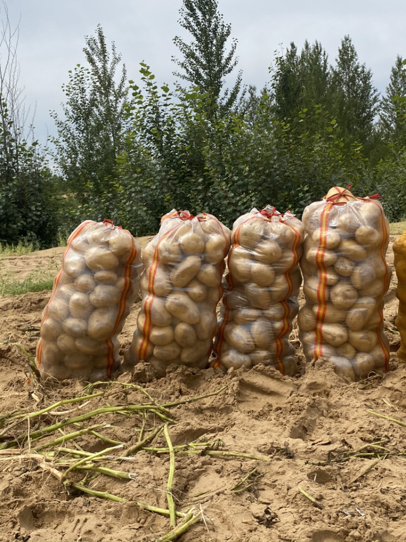 内蒙陕西基地土豆马铃薯洋芋白心黄心红皮土豆