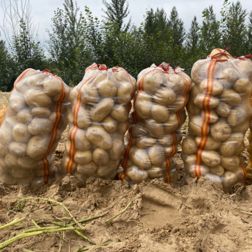 内蒙陕西基地土豆马铃薯洋芋白心黄心红皮土豆