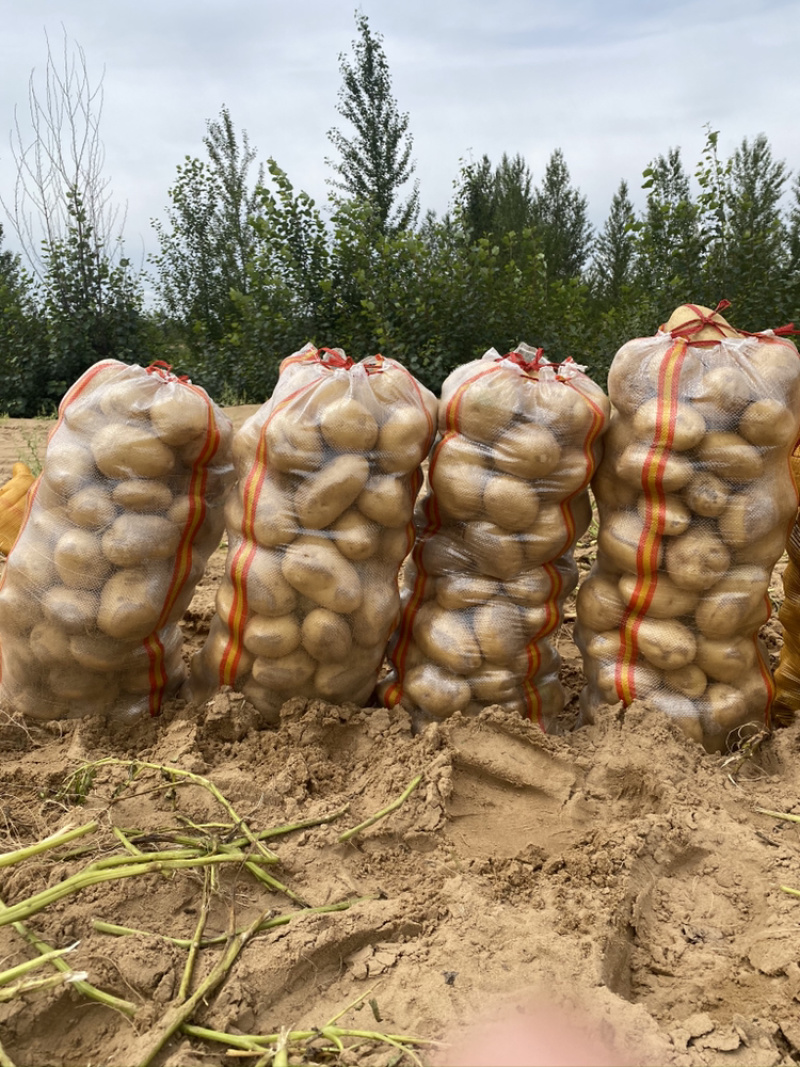 内蒙陕西基地土豆马铃薯洋芋白心黄心红皮土豆