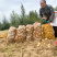 内蒙陕西基地土豆马铃薯洋芋白心黄心红皮土豆