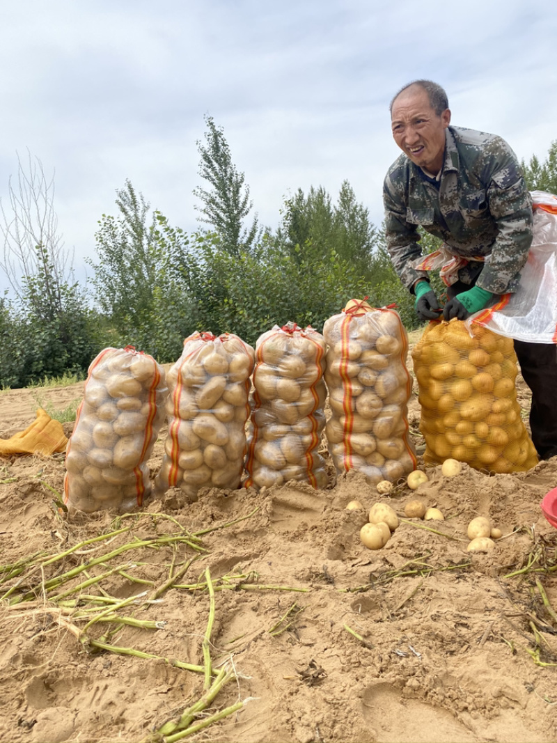 内蒙陕西基地土豆马铃薯洋芋白心黄心红皮土豆