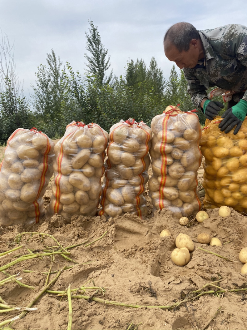 内蒙陕西基地土豆马铃薯洋芋白心黄心红皮土豆
