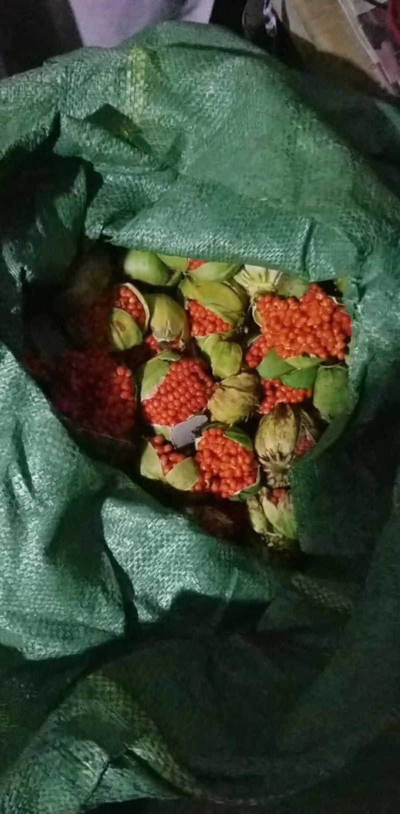 重楼种子，滇重楼高杆大叶，矮杆多芽都有现货