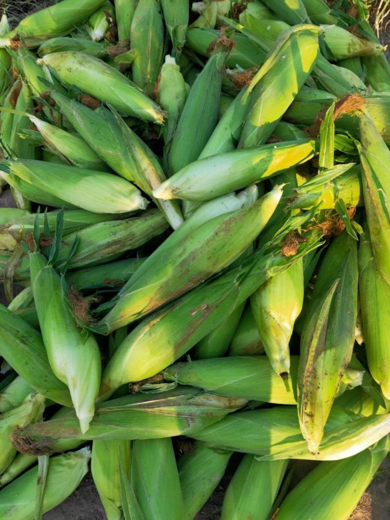 白粘彩糯玉米（好吃糯粘玉米）卖相好产地直销一手货源