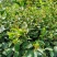 【油茶苗】供应油茶杯苗，裸根苗，规格40-80公分高
