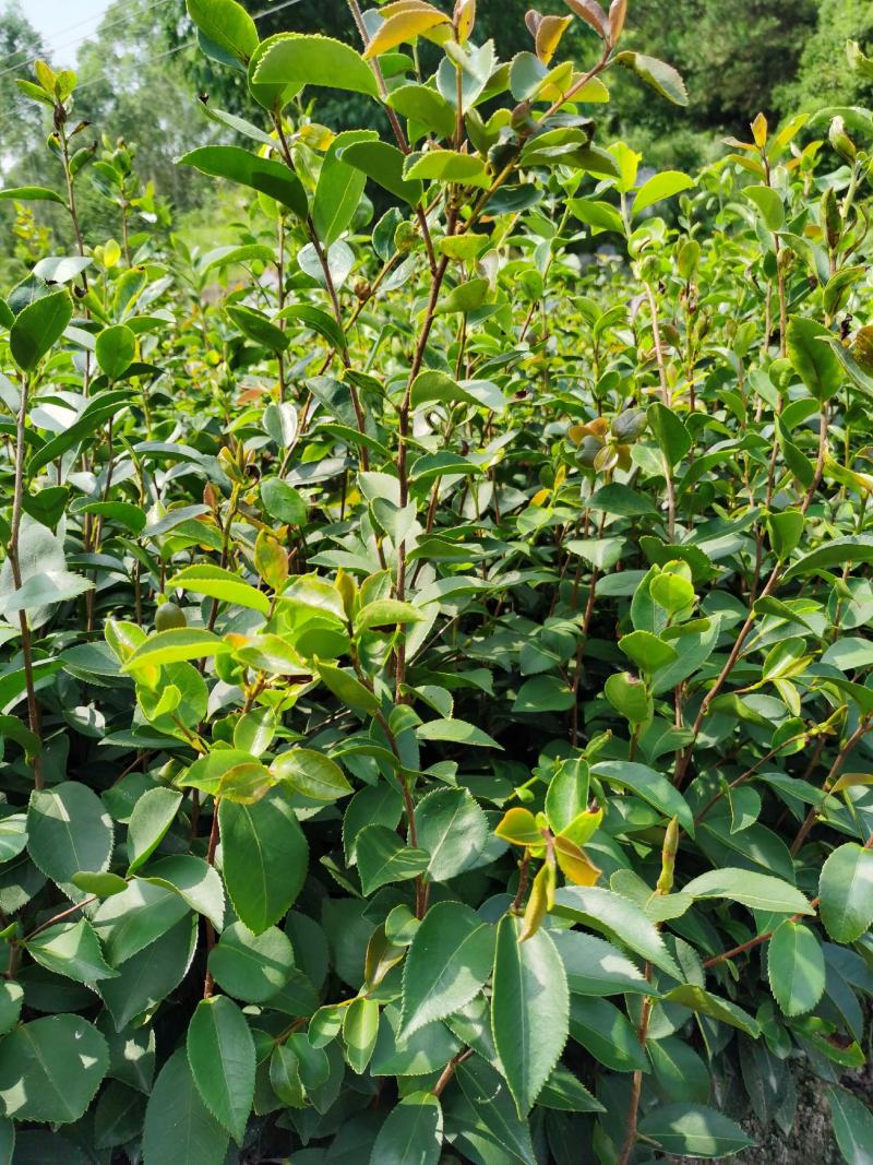 【油茶苗】供应油茶杯苗，裸根苗，规格40-80公分高