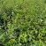 【油茶苗】供应油茶杯苗，裸根苗，规格40-80公分高