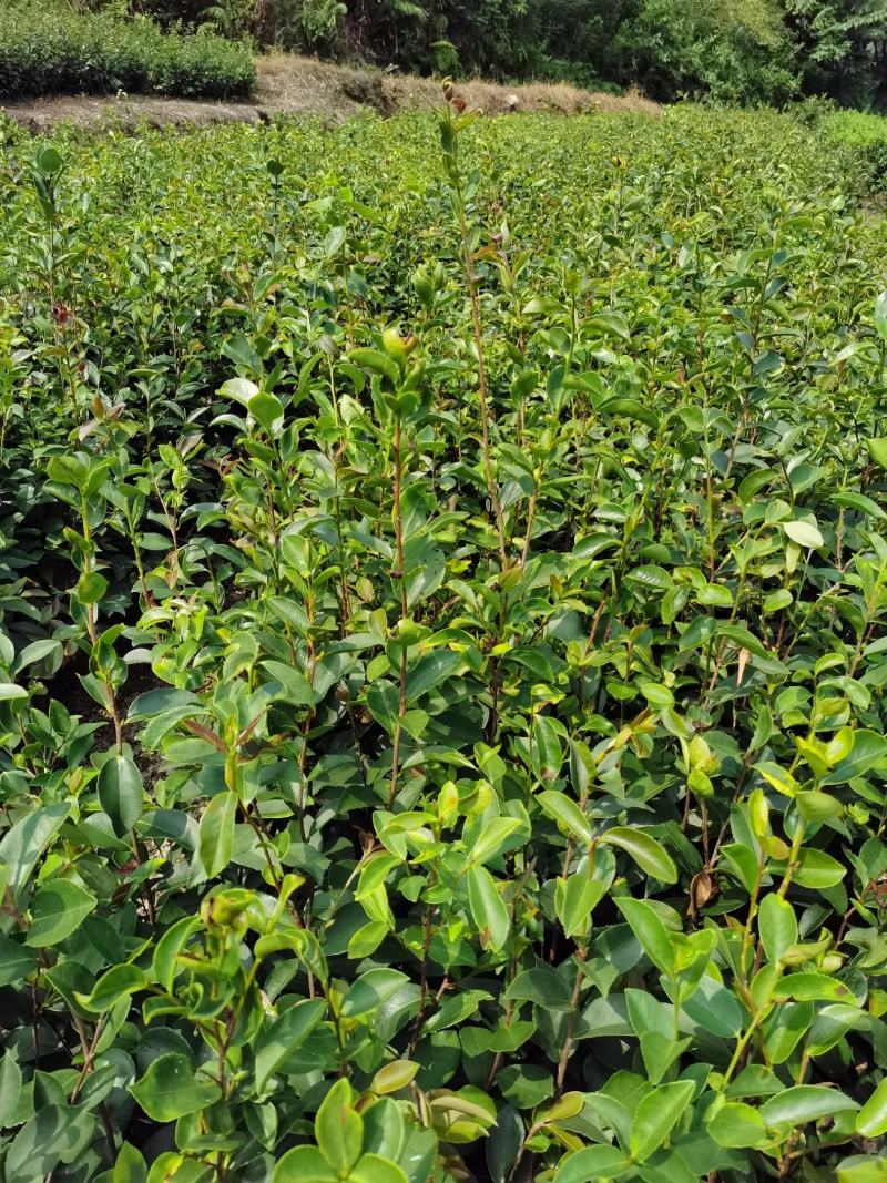 【油茶苗】供应油茶杯苗，裸根苗，规格40-80公分高