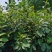 【油茶苗】供应油茶杯苗，裸根苗，规格40-80公分高