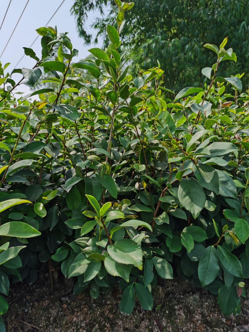 【油茶苗】供应油茶杯苗，裸根苗，规格40-80公分高