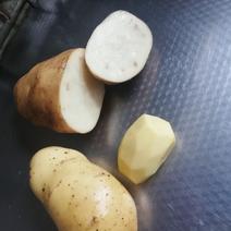 各种精品土豆应有尽有，从小到大依次排列。