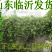 优质金银花苗基地直发一手货源包成活技术