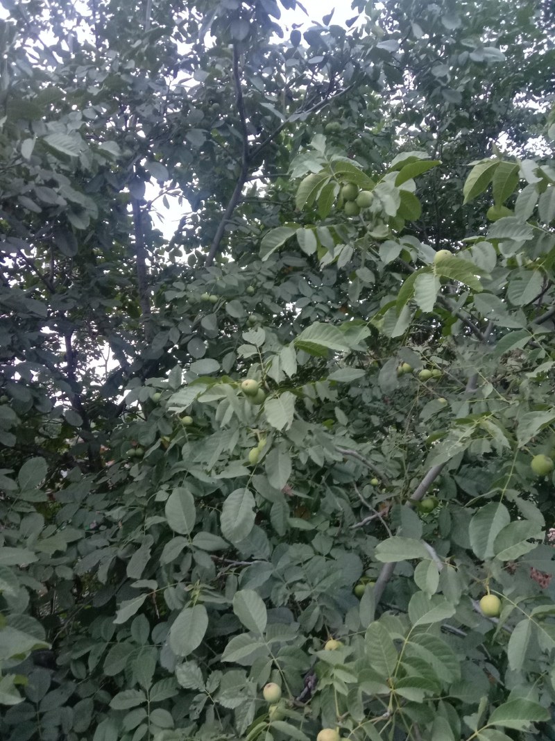 核桃，皮包个大，货源充足