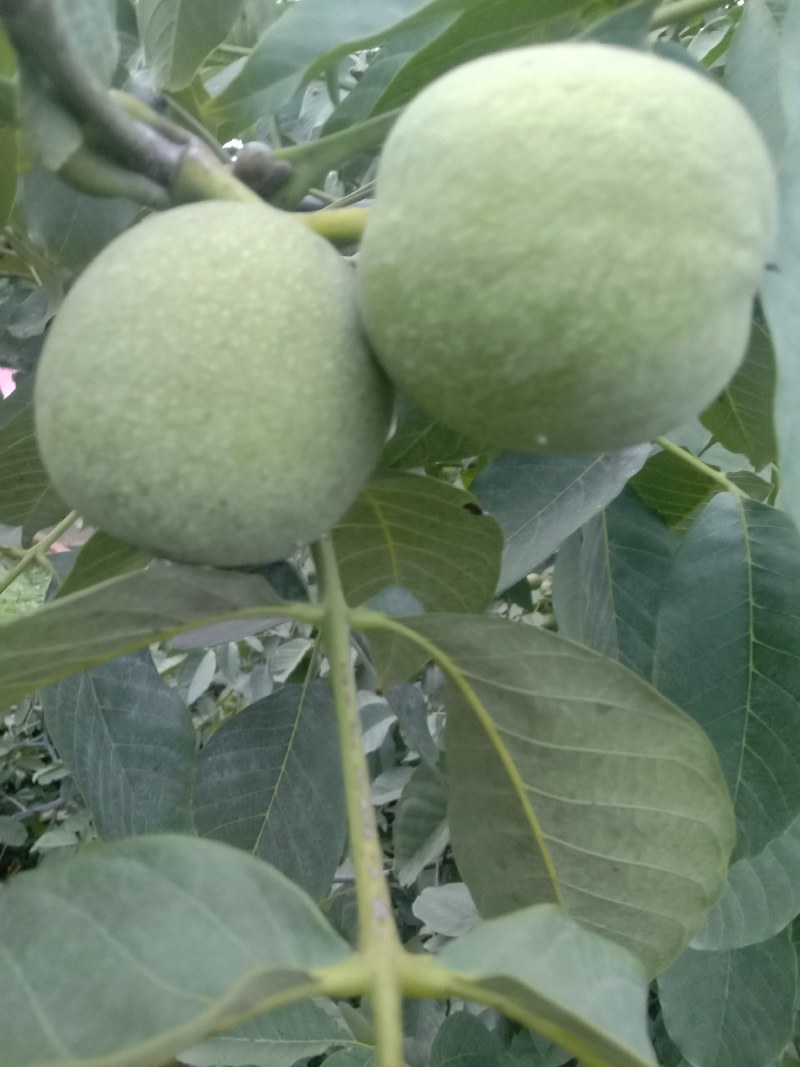 核桃，皮包个大，货源充足