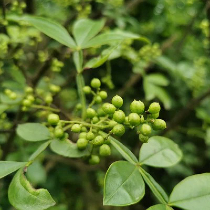 优质嫁接大红袍花椒苗两证一签量大从优