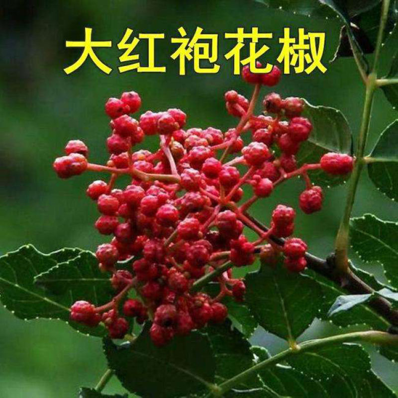 优质嫁接大红袍花椒苗两证一签量大从优