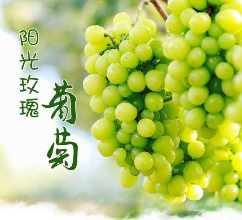 优质嫁接阳光玫瑰葡萄苗价格优惠包成活技术