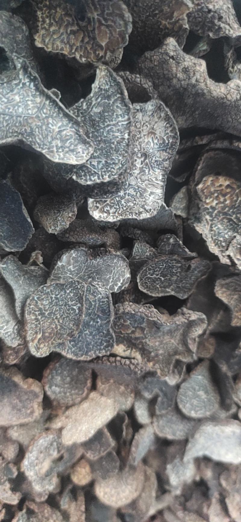 野生松露切片松露干片