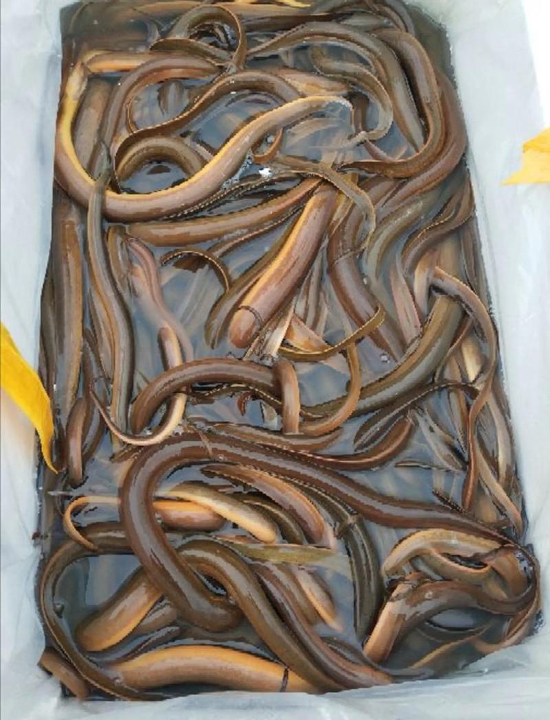 正大9号黄鳝鱼苗，本地黄鳝苗提供养殖技术量大从优包送。