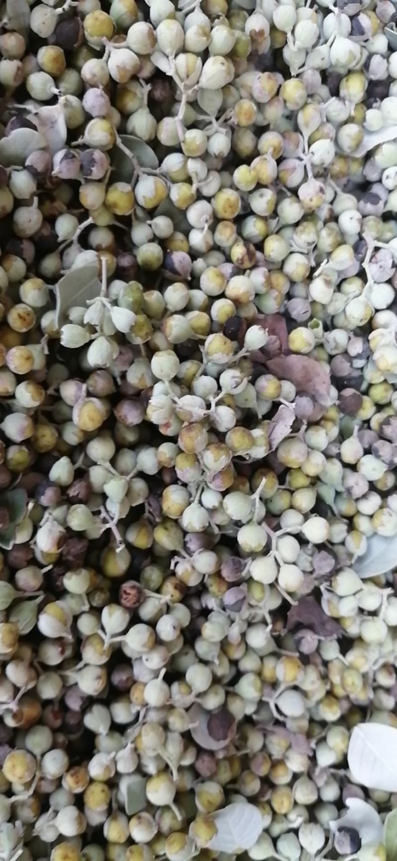单叶蔓荆子枝条大量供应