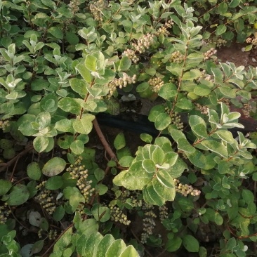 单叶蔓荆子枝条大量供应