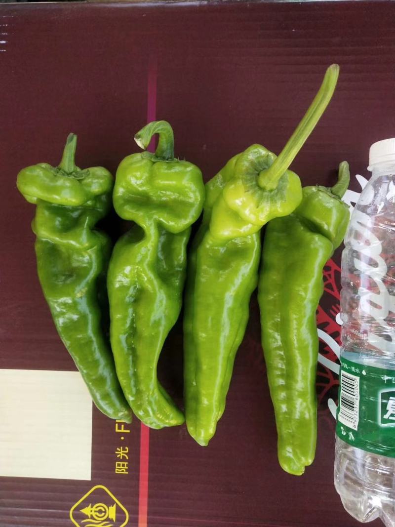 （精品）鲜辣椒310薄皮微辣产地直发，一手貨源長期供貨