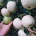 辽宁黄元帅/绥中县苹果🍎/抖音快手多多对接电商便宜
