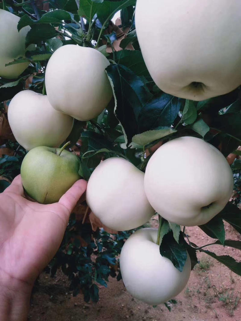 绥中县黄元帅苹果🍎大量上市。果面非常干净。个头大。