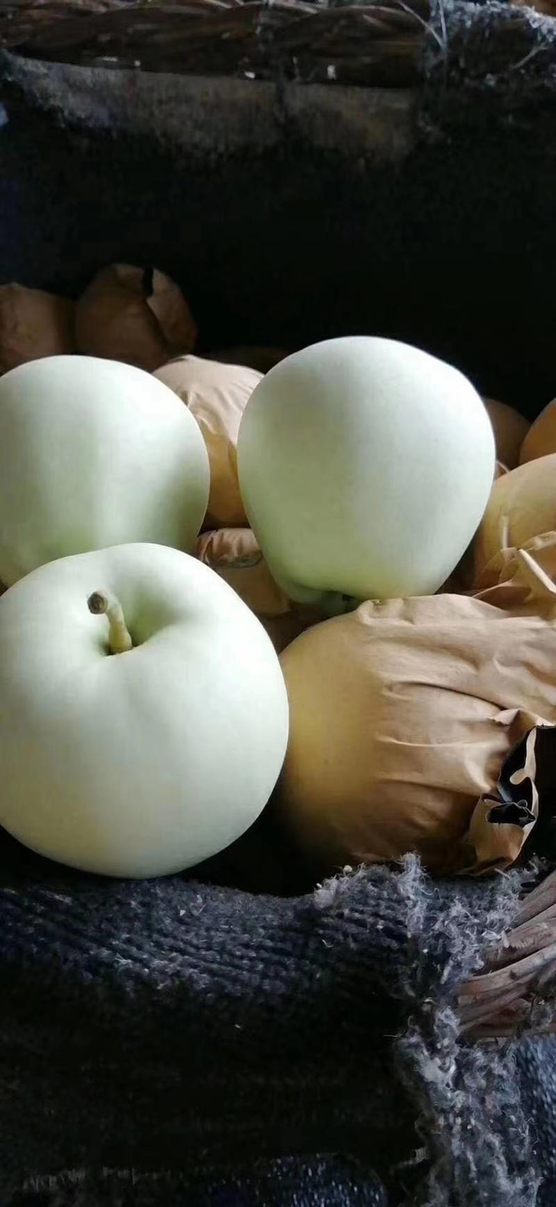绥中县黄元帅苹果🍎大量上市。果面非常干净。个头大。