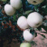 辽宁黄元帅/绥中县苹果🍎/抖音快手多多对接电商便宜
