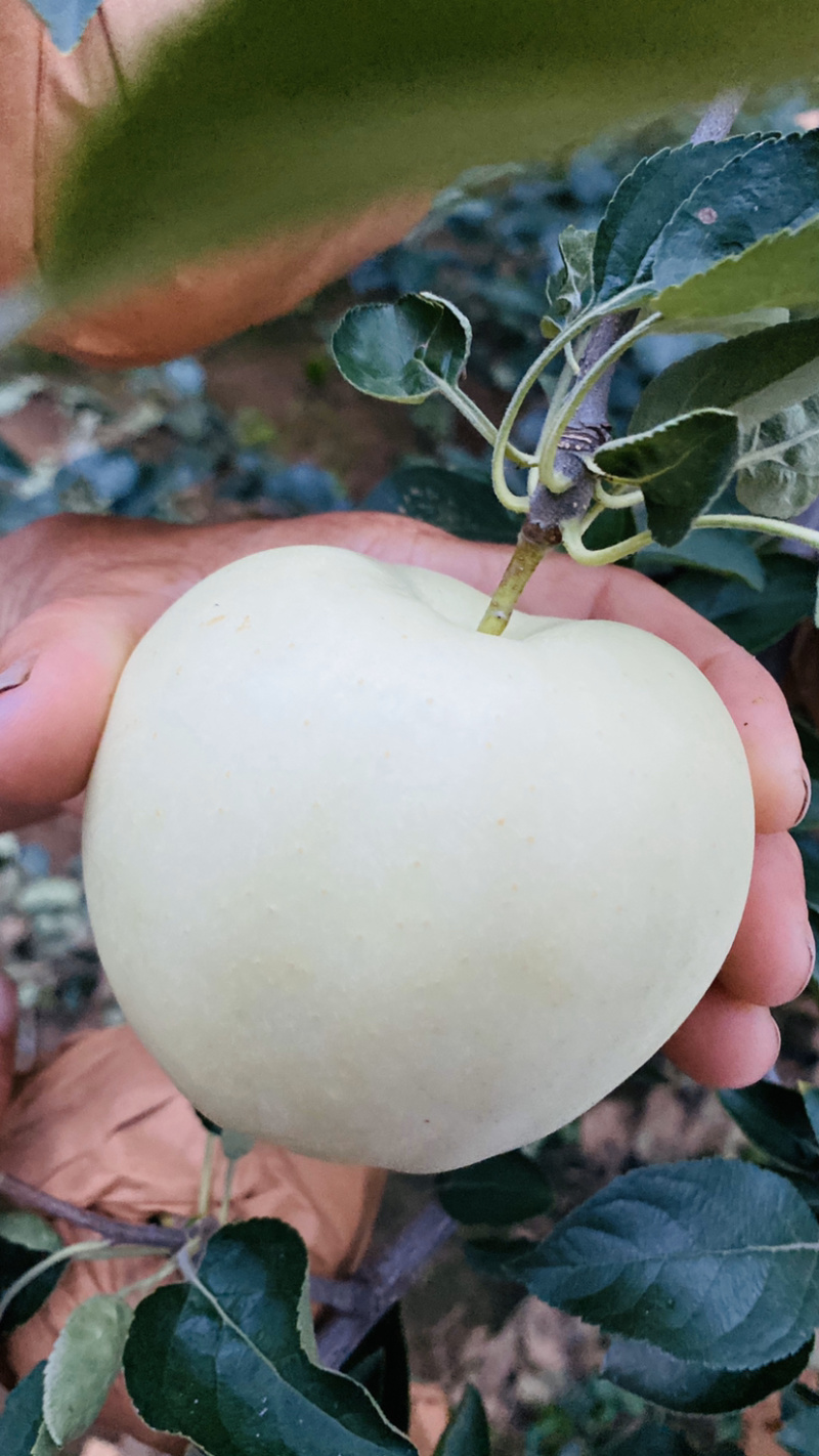 辽宁黄元帅/绥中县苹果🍎/抖音快手多多对接电商便宜