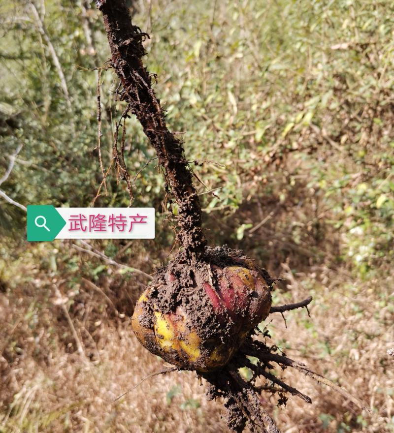 岷江百合野生百合可盆栽观赏可入药可食用