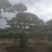 造型油松，造型黑松，油松黑松盆景