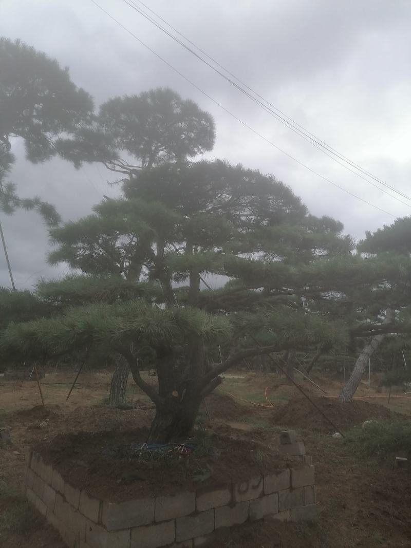 造型油松，造型黑松，油松黑松盆景