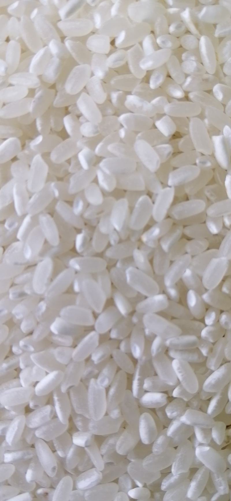 松江大米，水稻品种松早香一号，大量供应，诚信经营