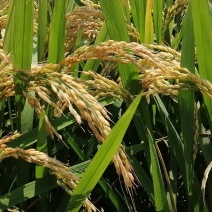 松江大米，水稻品种松早香一号，大量供应，诚信经营