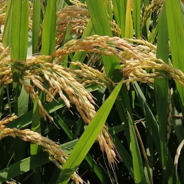 松江大米，水稻品种松早香一号，大量供应，诚信经营