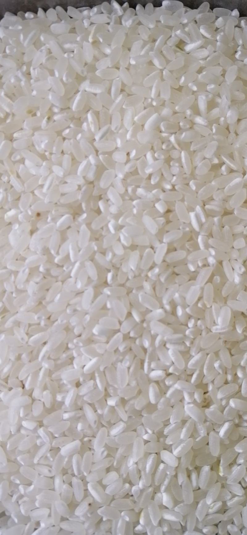 松江大米，水稻品种松早香一号，大量供应，诚信经营