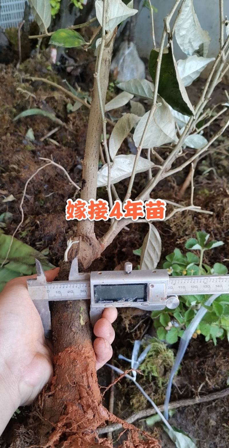 嫁接羊奶果树苗德甜二号羊奶果盆栽室内水果种苗当年结果