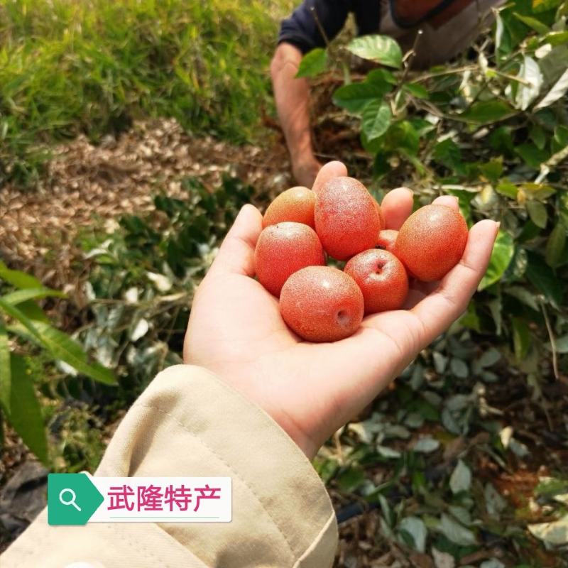 嫁接羊奶果树苗德甜二号羊奶果盆栽室内水果种苗当年结果