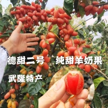 嫁接羊奶果树苗德甜二号羊奶果盆栽室内水果种苗当年结果