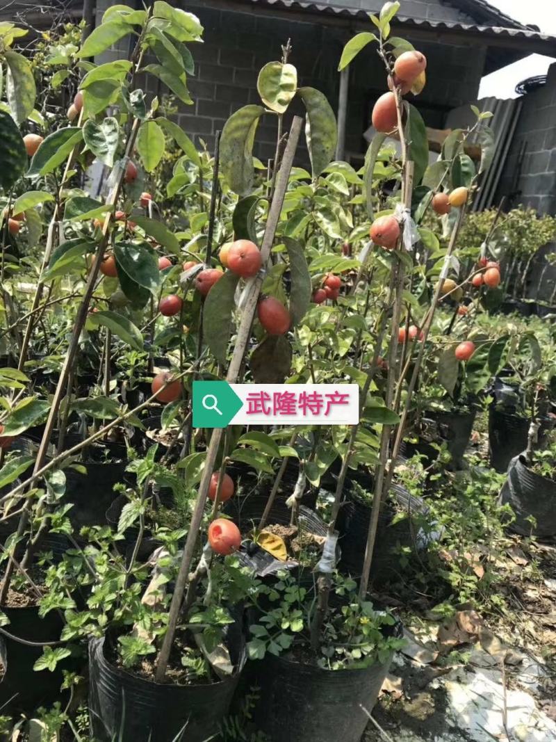 嫁接羊奶果树苗德甜二号羊奶果盆栽室内水果种苗当年结果