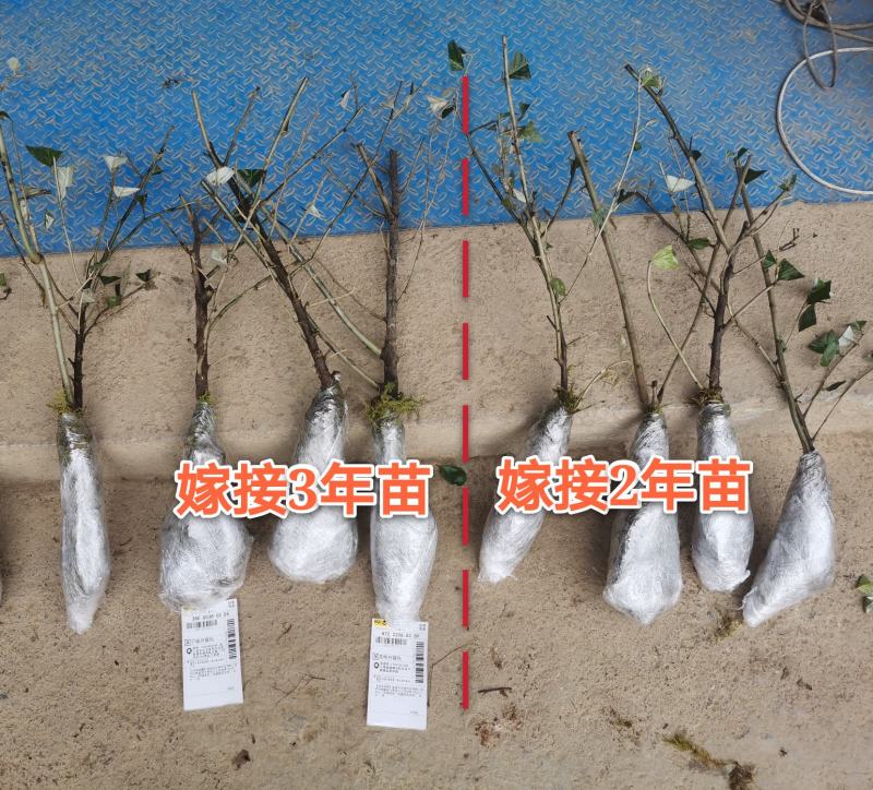 嫁接羊奶果树苗德甜二号羊奶果盆栽室内水果种苗当年结果