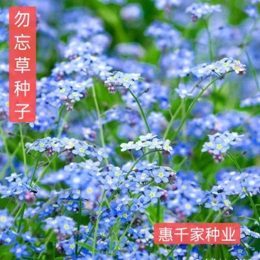 勿忘草种子勿忘我种子盆栽花种籽子室内外花海花卉种子可货到