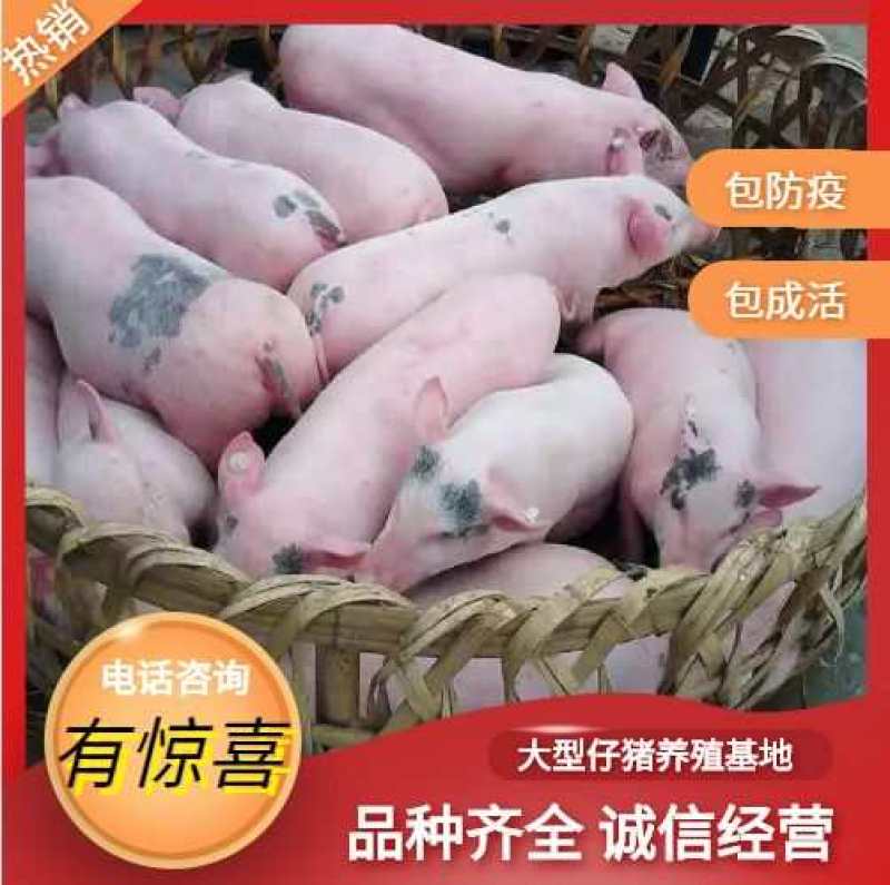 热卖山东仔猪供应基地，外三元杜洛克太湖常年对外供应仔猪苗