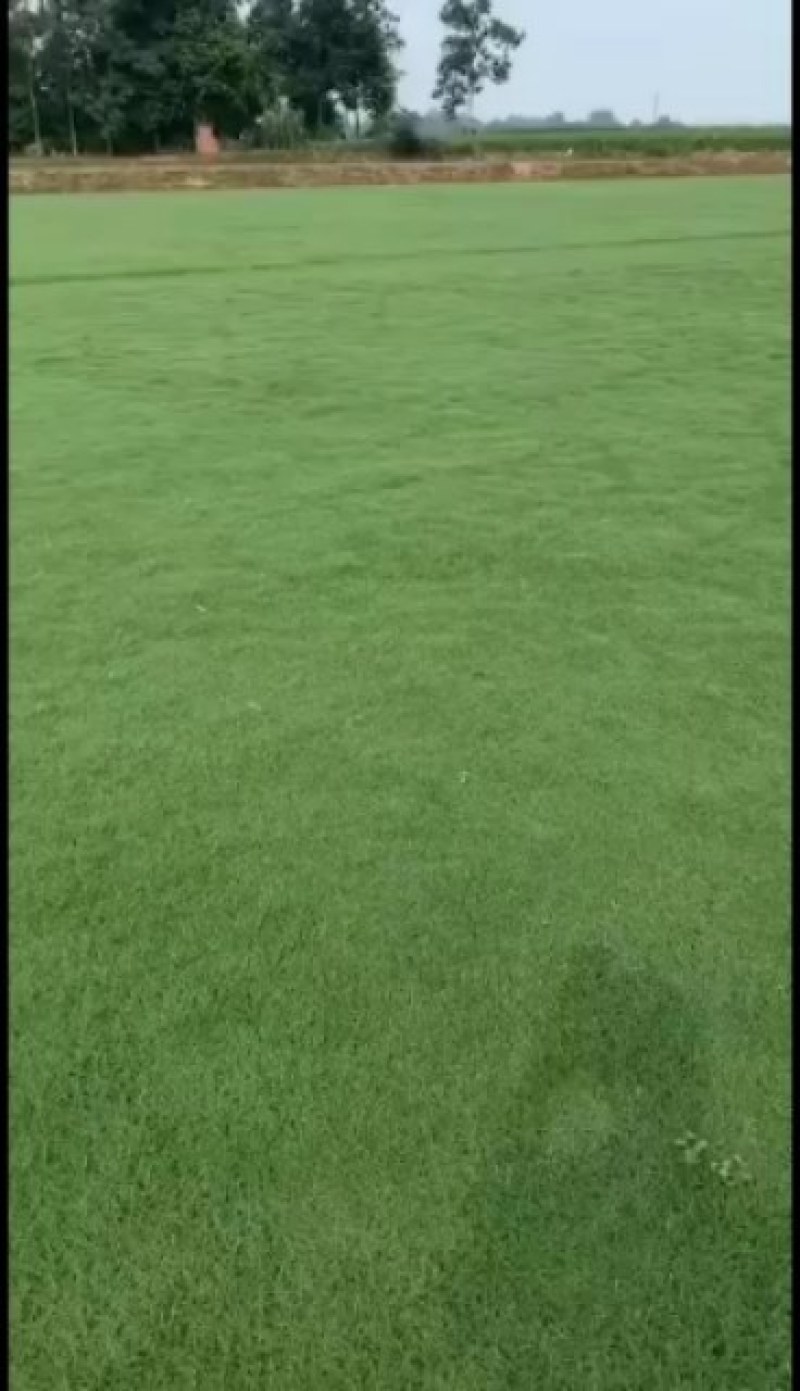 绿化苗木草坪苗木园林