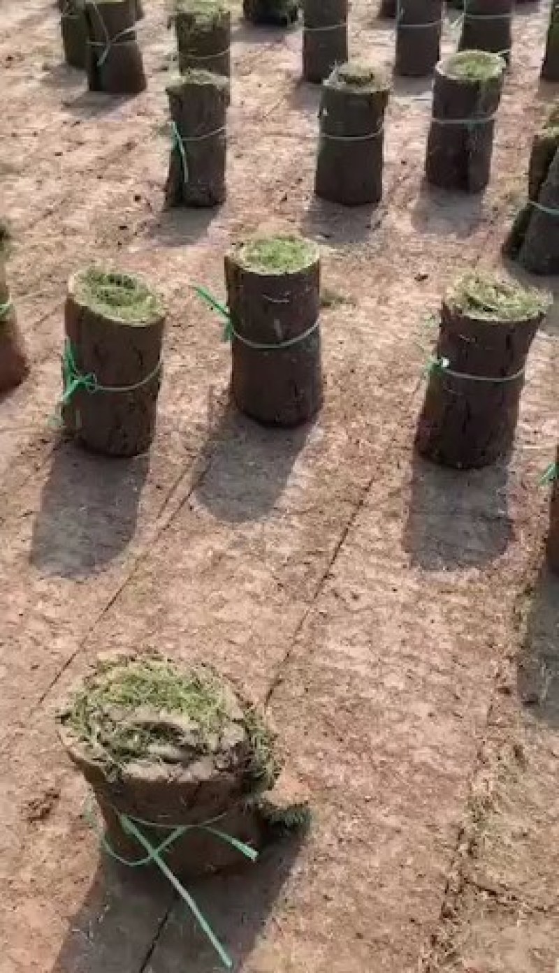 绿化苗木草坪苗木园林