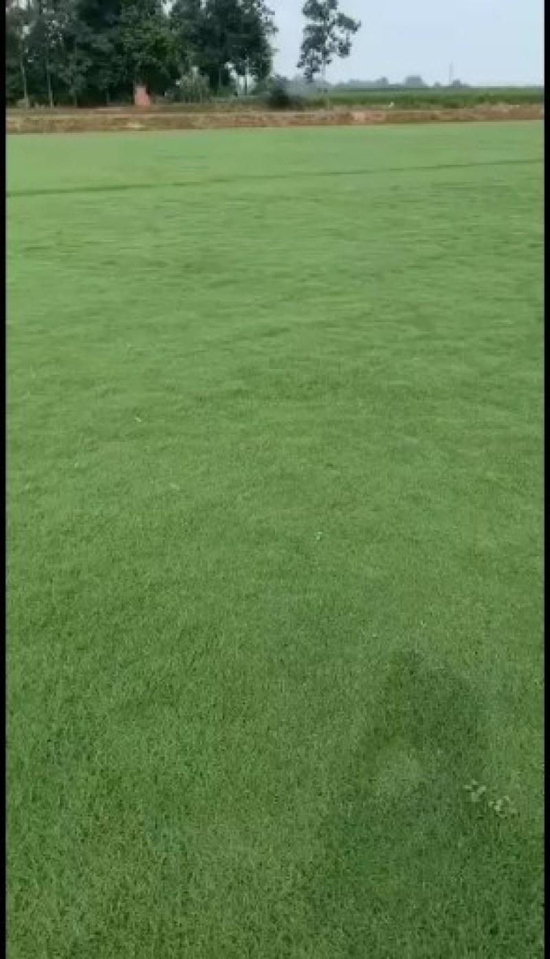绿化苗木草坪苗木园林