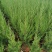 塔柏，柏树，绿化苗木，证件齐全，成活率高