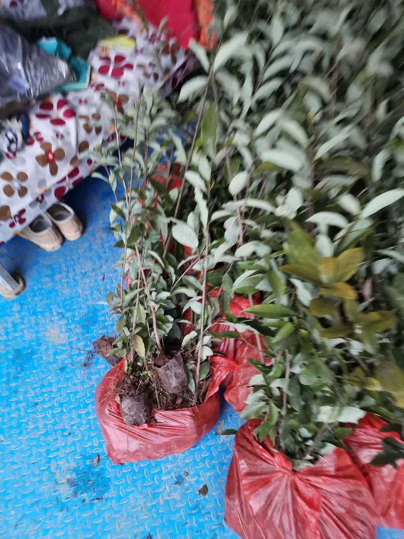 重庆老鹰茶树苗红茶白茶树苗老阴茶苗盆栽地栽食用植物嫩
